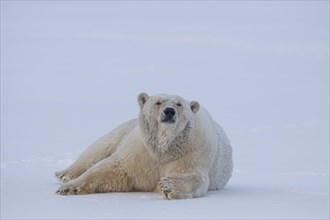 Polar bear (Ursus maritimus), lying and watching, in the snow, Kaktovik, Arctic National Wildlife