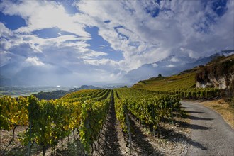 Vines in the Swiss Rhone Valley, wine, grapevine, agriculture, agribusiness, farming, wine-growing