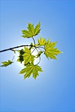 Leaves of Norway maple (Acer platanoides) against the light