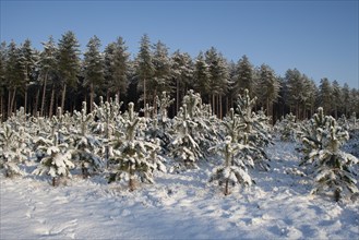 Norway spruce (Picea abies) and Scots pine (Pinus sylvestris) trees in a forest covered with snow