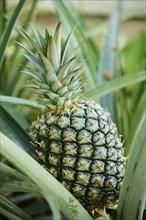 Pineapple (Ananas comosus) fruit growing in a greenhouse, Germany, Europe