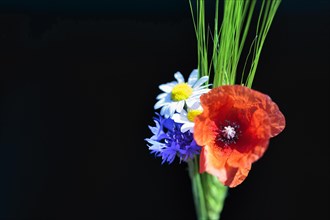 Red poppy flower (Papaver rhoeas), green barleys (Hordeum vulgare), cornflower (Centaurea cyanus),