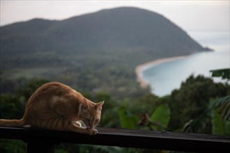 A red cat on a terrace in the foreground, in the background the beach Grande Anse on Basse Terre,