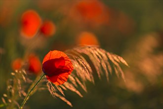 Poppies in the soft light of the sunset, radiating a calming atmosphere, poppy (Papaver) in the