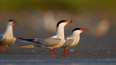 Common Tern (Sterna hirundo), courtship display with fish in beak, Danube Delta Biosphere Reserve,
