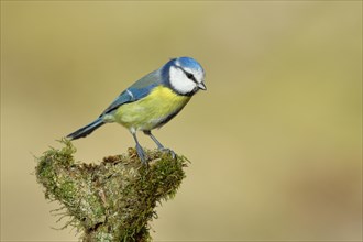 Blue tit (Parus caeruleus), sitting on a branch covered with moss, Wilnsdorf, North