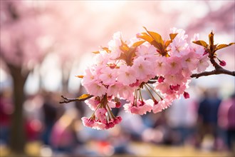 Tree with Japanese pink cherry flower blossom with blurry people celebrating Hanami festival in