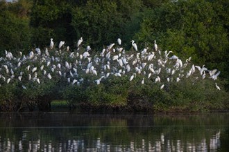 Cattle egret (Bubulcus ibis) roost Pantanal Brazil