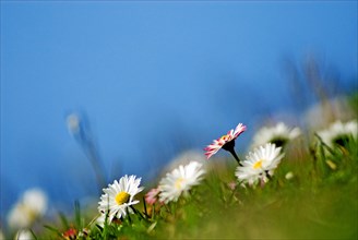 Closeup of daisies (Bellis perennis)
