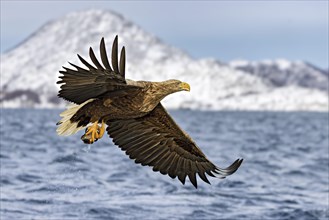 Ein fliegender Seeadler hat gerade einen Fisch aus dem Fjord gefangen und haelt ihn in den Faengen