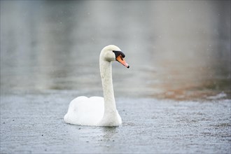 Mute swan (Cygnus olor) swimming on a lake, Bavaria, Germany, Europe