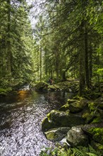 Kroi-Woog-Gumpen, with moss, rocks and forest, Hotzenwald, Black Forest, Baden-Wuerttemberg,