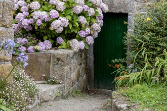 Old wooden door surrounded by flowers, Ile de Brehat, Departement Cotes-d'Armor, Brittany, France,