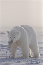 Polar bear (Ursus maritimus), young playing in pack ice with whale skin, Kaktovik, Arctic National