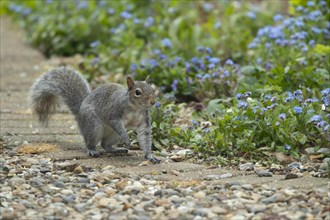 Grey squirrel (Sciurus carolinensis) adult animal on a garden path, Suffolk, England, United