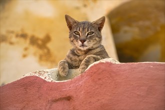 Stray cat, Oia, Santorini, Cyclades, Greece, Europe