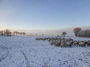 Black-headed sheep in winter on a snow-covered pasture, Mecklenburg-Western Pomerania, Germany,
