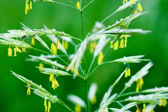 Erect brome (Bromus erectus) Aufrechte Trespe, Altmuehltal, Bavaria, Germany, Europe