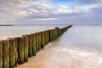 Groynes covered with green algae in the soft light of the morning on the Baltic Sea as a long