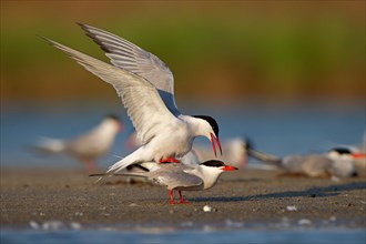 Common Tern (Sterna hirundo), copulation, mating, Danube Delta Biosphere Reserve, Romania, Europe