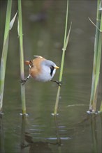 Bearded tit or reedling (Panurus biarmicus) adult male bird balancing on two Common reed stems in a
