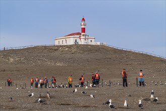 Cruise passengers walk in a line between seagulls to the lighthouse in the Penguin National Park on