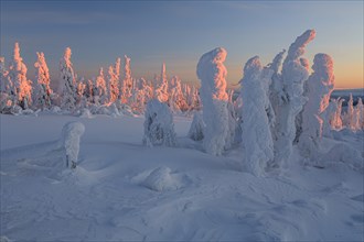 Snow-covered trees in tundra, Arctic, evening light, winter, Dalton Highway, Alaska, USA, North