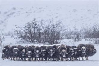 Musk oxen (Ovibos moschatus), herd in a snowstorm, standing, North Slope, Alaska, USA, North