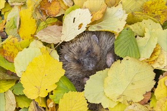European hedgehog (Erinaceus europaeus) adult animal resting amongst fallen autumn leaves, Suffolk,