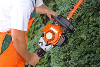 Man cutting hedges and greenery