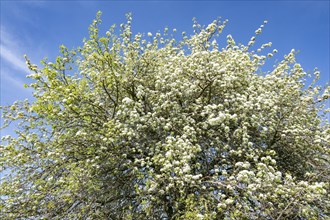 European pear (Pyrus communis), flowering, treetop, blue sky, Thuringia, Germany, Europe