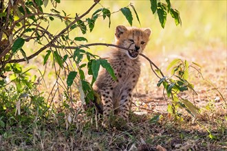 Cheetah cub (Acinonyx jubatus) biting in a tree branch on the african savanna, Maasai Mara, Kenya,