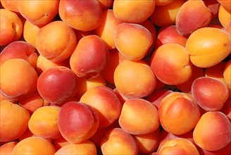A close-up of numerous fresh and ripe apricots filling the entire frame, women on beach