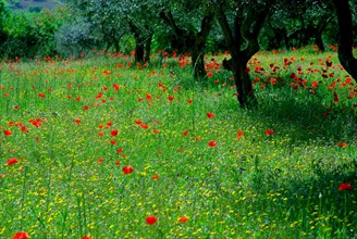 Near Terni meadow with Red Poppies (Papaver Rhoeas) and Olive Trees, Umbria, Italy, Europe