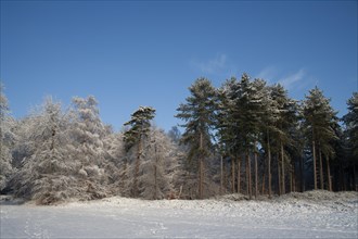 Scots pine (Pinus sylvestris) trees in a forest covered with snow in the winter, England, United