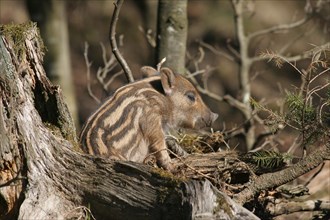 Wild boar (Sus scrofa) approx. 1 week old young boar sleeping on an old tree stump, Allgaeu,