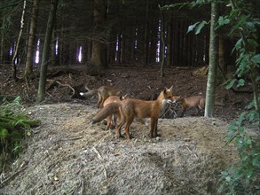Fox (Vulpes vulpes) mother with cubs in front of the den at the edge of the forest, Allgaeu,