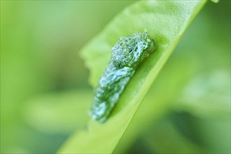 Butterfly caterpillar on a leaf in a greenhouse, Germany, Europe