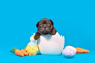 Cute black French Bulldog dog puppy with sitting in egg shell with Easter decoration on blue