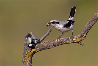Great Grey Shrike (Lanius excubitor) with clutched Great Tit as prey, Thuringia, Germany, Europe