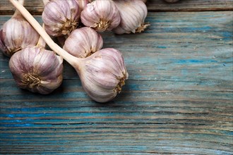Fresh violet garlic on a blue rustic wooden background with copy space
