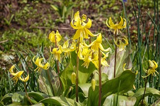 Yellow erythronium blooming in the spring in the garden