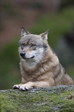 European wolf (Canis lupus lupus) adult animal resting on a rock in a woodland, Baveria, Germany,