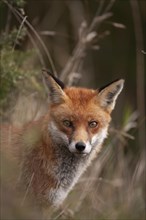 Red fox (Vulpes vulpes) adult animal head portrait, England, United Kingdom, Europe