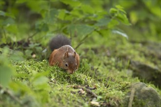 Red squirrel (Sciurus vulgaris) adult animal feeding in a woodland, Yorkshire, England, United