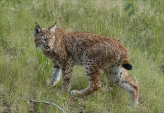Eurasian lynx (Lynx lynx) stands on a forest meadow and looks attentively, Germany, Europe