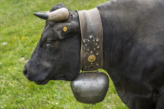 Herens cow (Herens vacca), cowbell, tradition, cattle breeding, domestic cattle, competition, cow