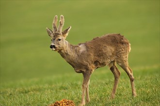 European roe deer (Capreolus capreolus) buck with velvet antlers at the feeding station in the