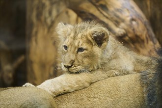 Asiatic lion (Panthera leo persica) cub lying on a rock, captive