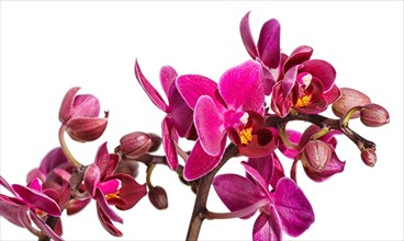 Beautiful orchids of different colors on white and grey background. Phalaenopsis hybrids. Close up